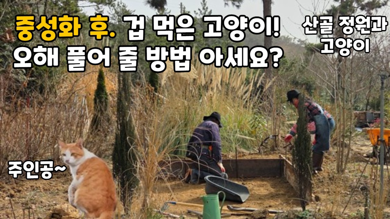중성화 한 후 집사가 무서운 고양이|고양이와 밀당|정원 가꾸기|작약심기|5도2촌|산골