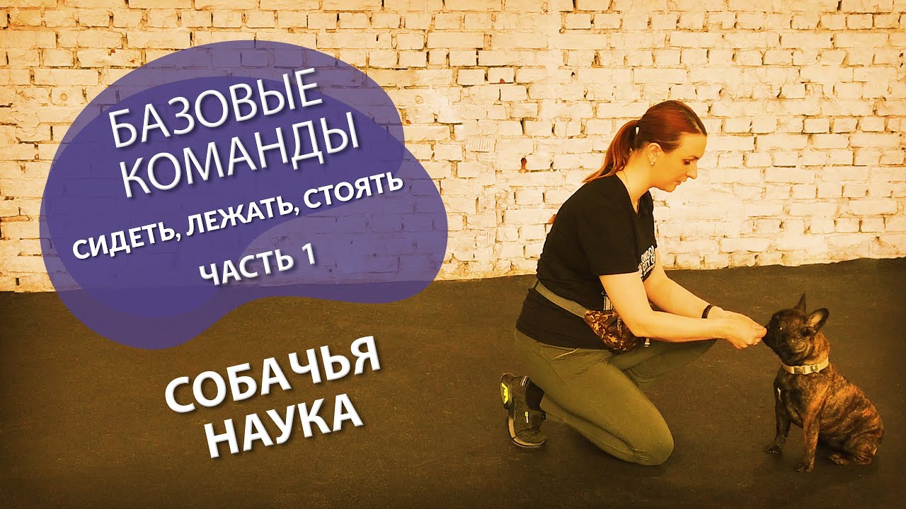 Дрессировка щенка: с чего начать? Учим базовые команды - сидеть, лежать, стоять. Часть 1.