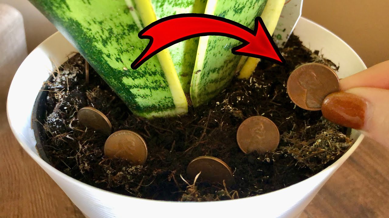 Bury Pennies Around Your Plants And See What Happens!