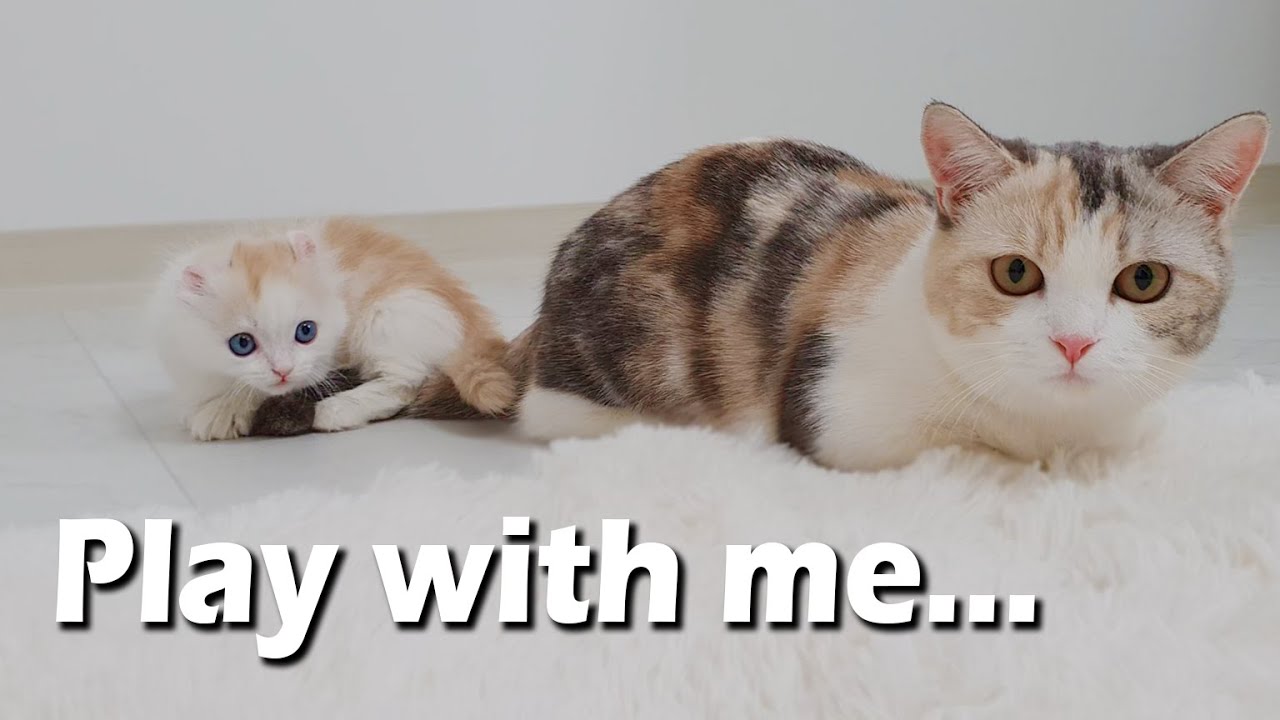 a Little Kitten Begging his Mom to Play with Him