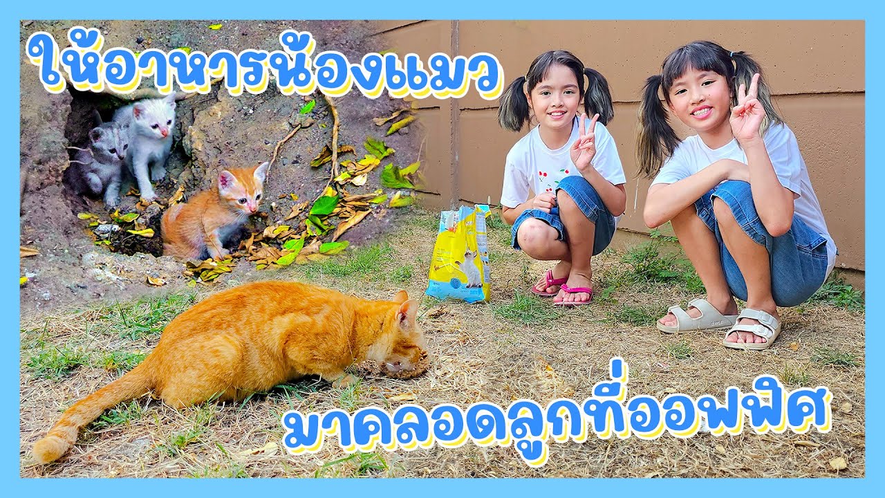 YimYamFamily | ให้อาหารน้องแมวมาคลอดลูกที่ออฟฟิศ