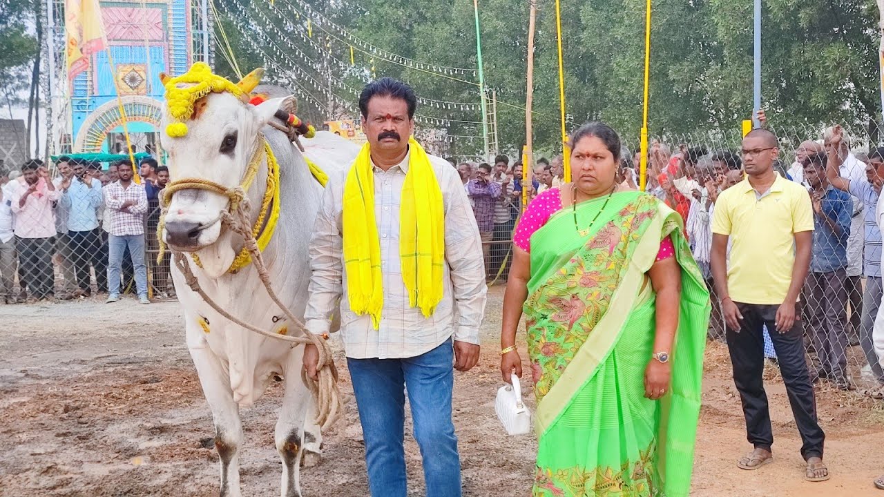మహానంది సీనియర్స్ విభాగంలో 2వ RK బుల్స్