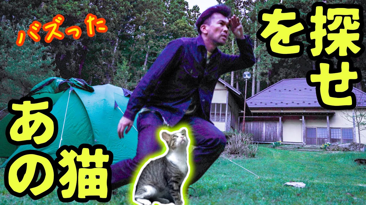 Приветствуем бездомного кота, который спал с нами во время одиночного лагеря! #кот #защищённый кот