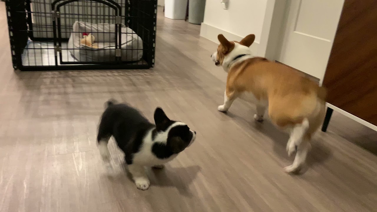 Corgi Zoomies