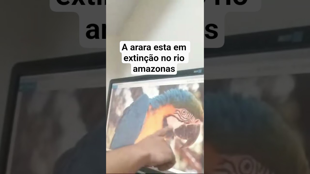 A arara esta em extin&ccedil;&atilde;o no Amazonas