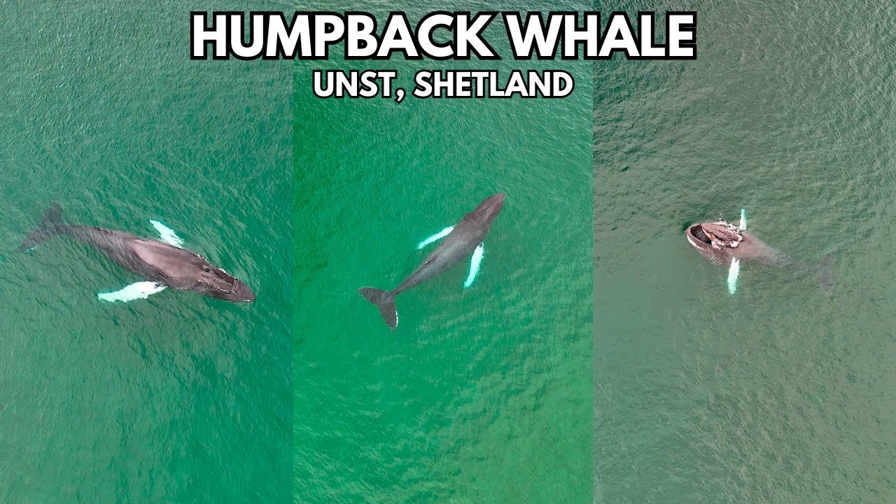 Watching a HUMPBACK WHALE at the most Northerly point in the UK!