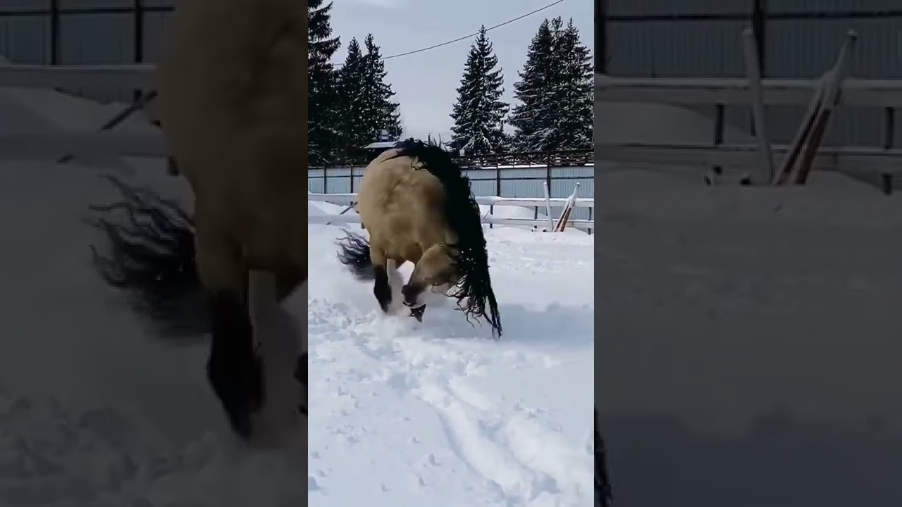 Evil Horse 😍#shorts #horse #short #tiktok #trending #viral #youtubeshorts #youtube #love #snow #usa