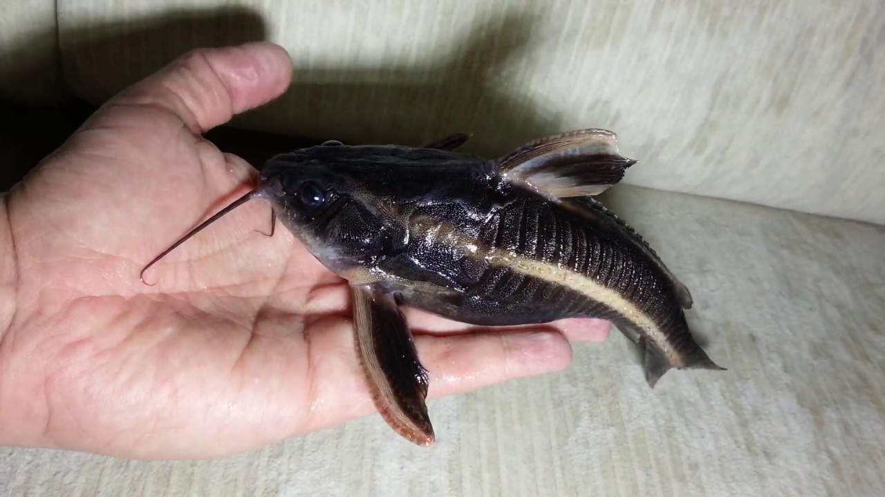 Полосатый платидорас (platydoras costatus). Raphael catfish. (04.02.2017)