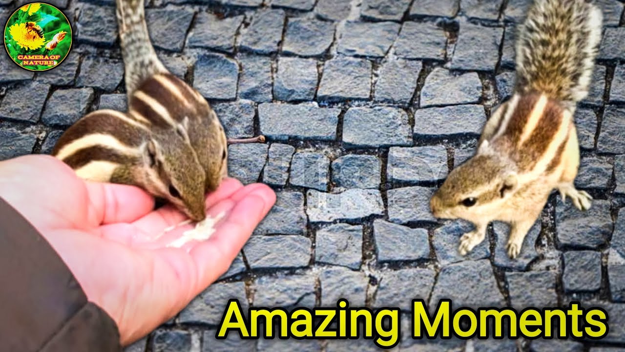 Squirrel video funny | Squirrel's Heart Touching Reaction | Cute squirrel.
