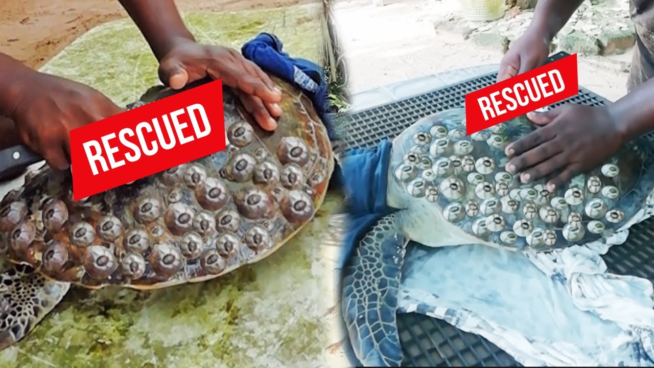 Rescue Sea Turtle, Removing Barnacles From Poor Sea Turtle [Animals, Nature, Ocean, Moana] CHIKA BOY