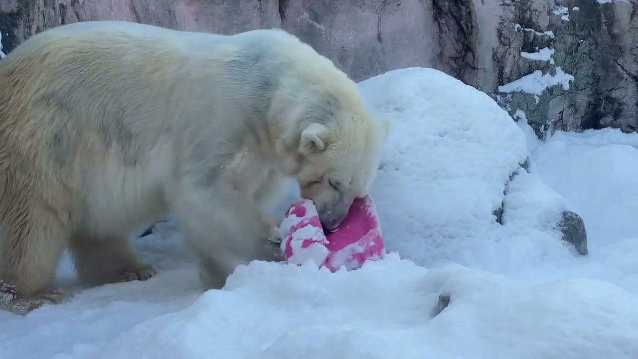 八木山動物公園   ホッキョクグマ   カイ   ポーラ