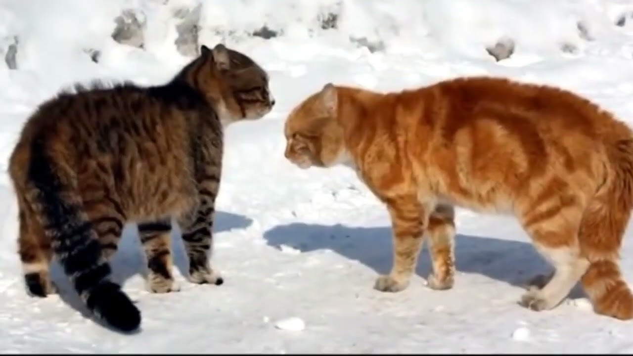 Мартовские коты #смешно  #породистыекошки #юмор #кошки