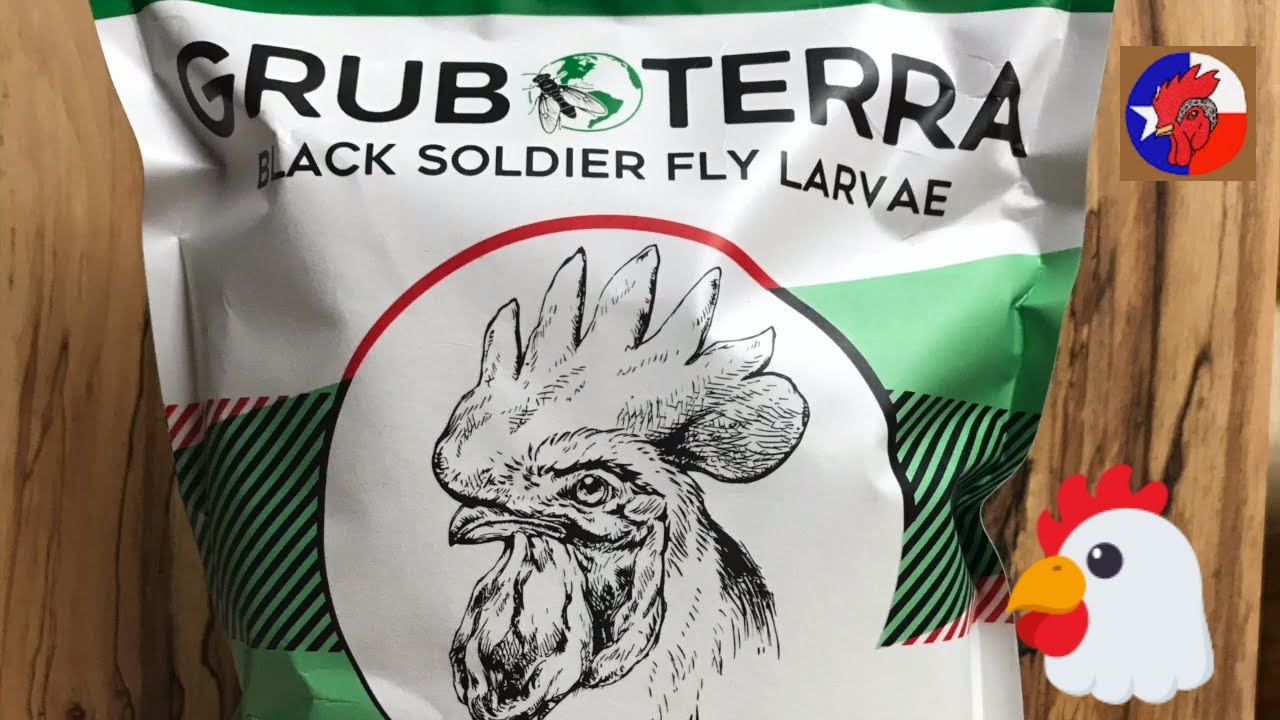 The Chicken Man Reviews GrubTerra's Black Soldier Fly Larva at TPP