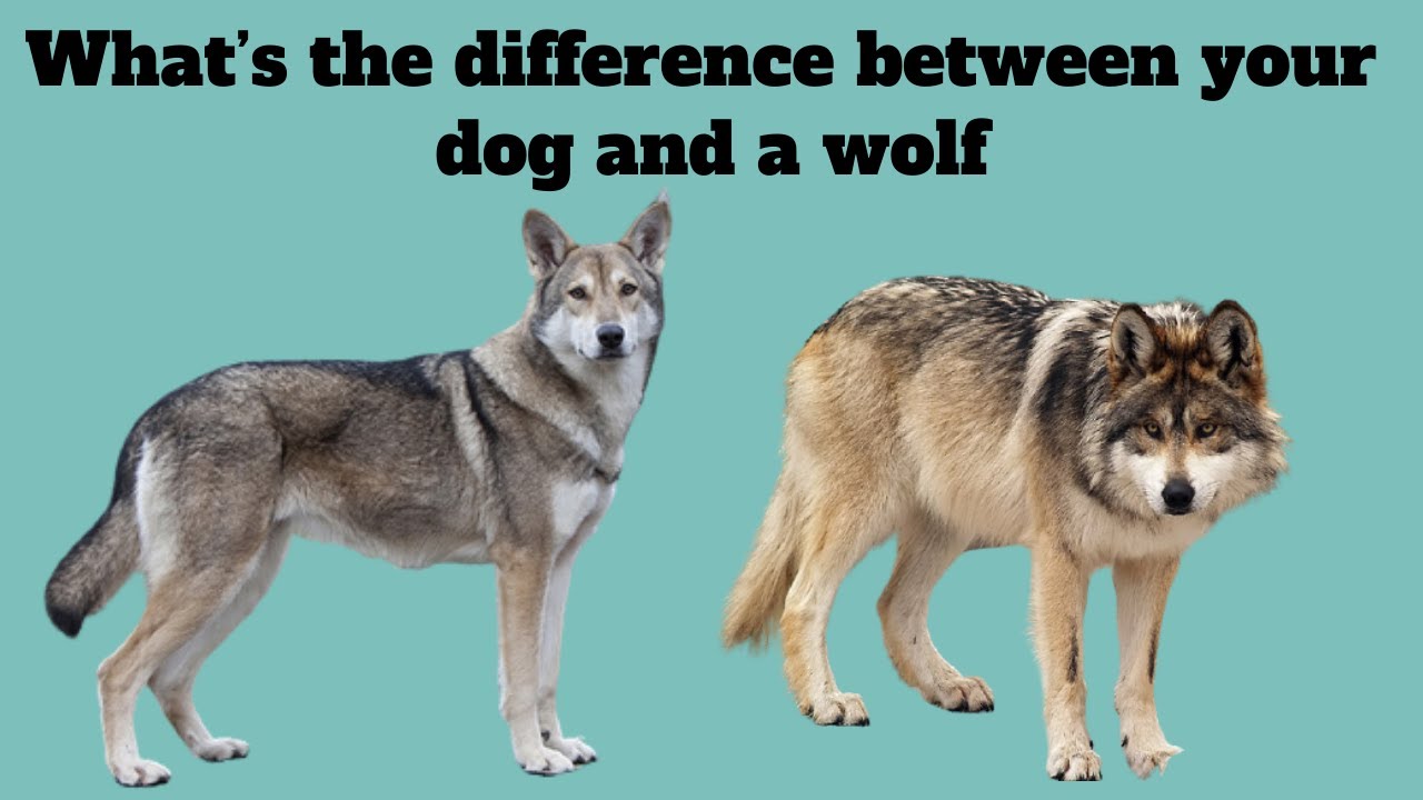 What&rsquo;s the difference between your dog and a wolf
