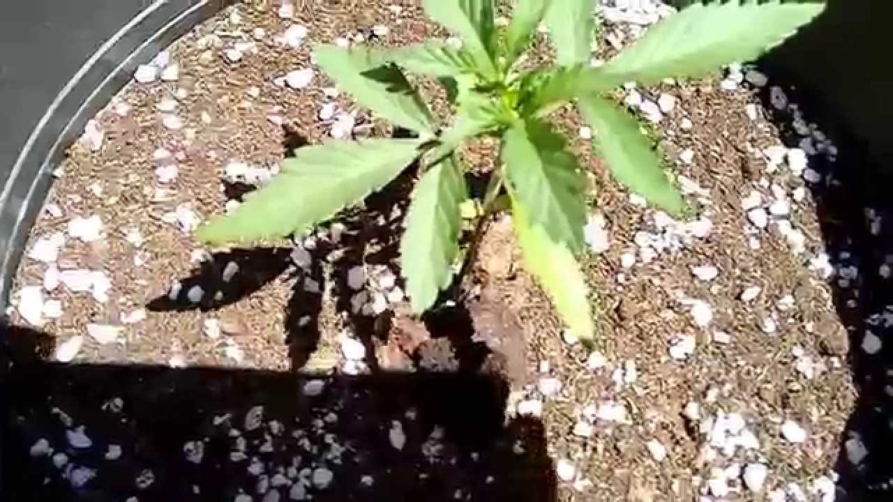Back Jack -SweetseedS- 56 d&iacute;as exterior y Dark Devil auto 11 d&iacute;as