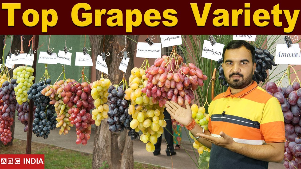 Grapes Top variety | Angur ki kheti | Grapes farming | table grapes farming | wine grapes farming