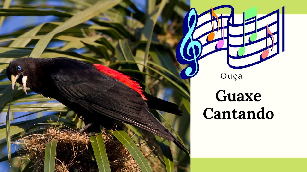 CANTO DO GUAXE