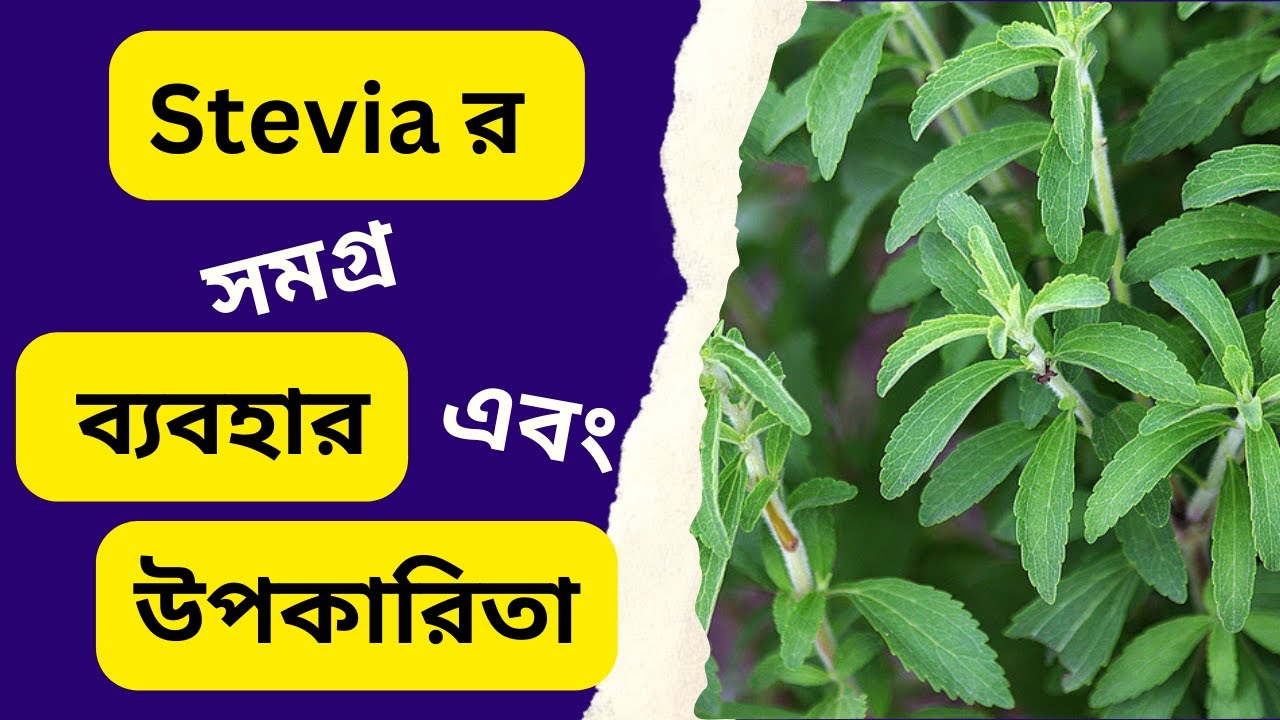Stevia Plant Benefits for Various Problems