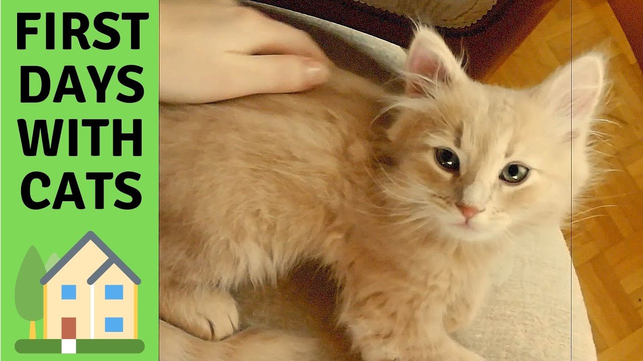 Сибирские кошки прибывают в свой новый дом. 1,5 года назад - Первые дни с маленькими кошками у нас