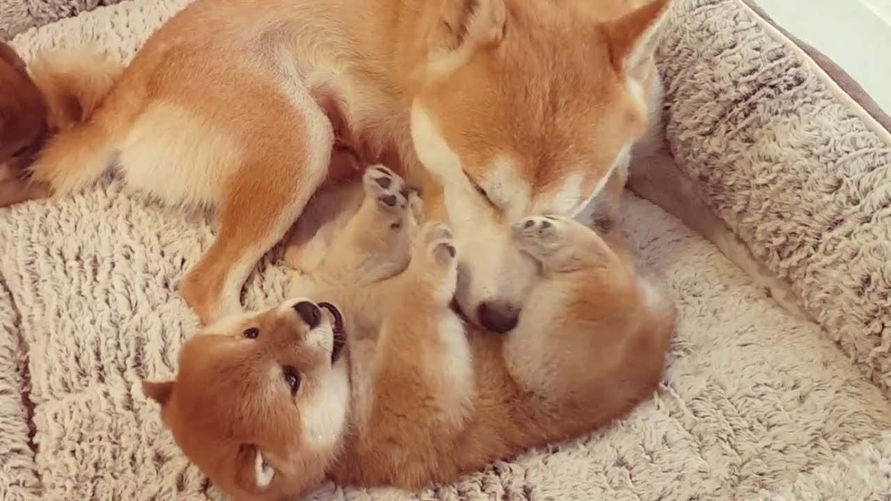 Mom cleaning potat's pee pee / Shiba Inu puppies (with captions)