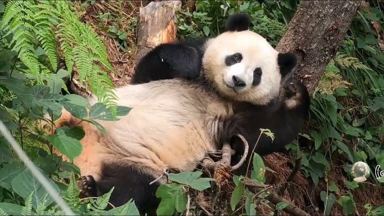 The happiest panda XiaoXin 山大王小馨好幸福🥰一只熊独占一个山头休息~