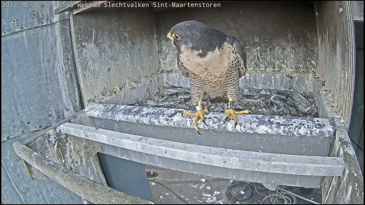 Kortrijk Peregrine falcon - A visitor? Band ID_BND 20221020