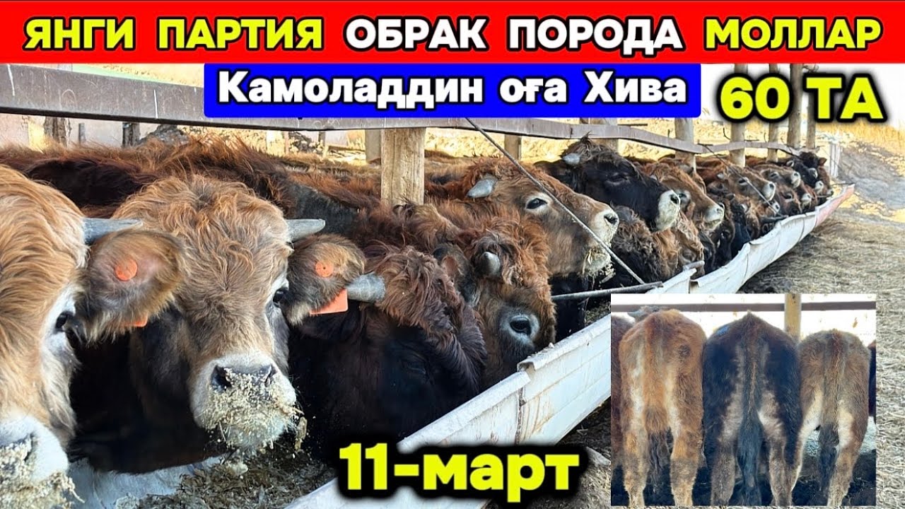 ЯНГИ ПАРТИЯ ТОЗА ЗОТЛИ ХЎКИЗЛАР КЕЛДИ ХИВА 11-марта 2026 г.