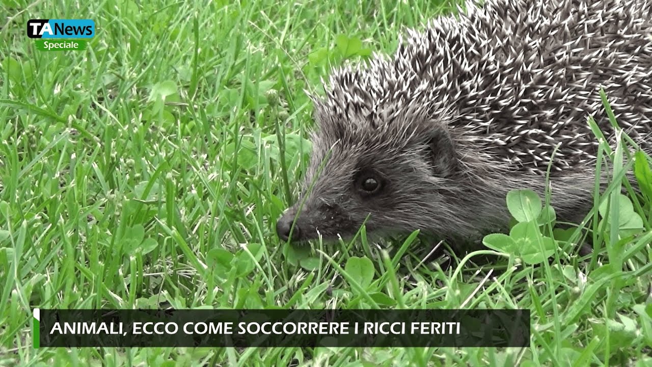 Animali, ecco come soccorrere i ricci feriti
