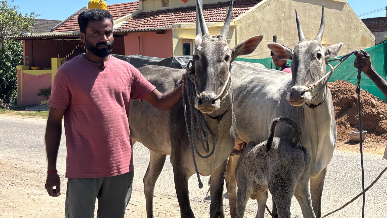 First lactation hallikar cow and heifer 