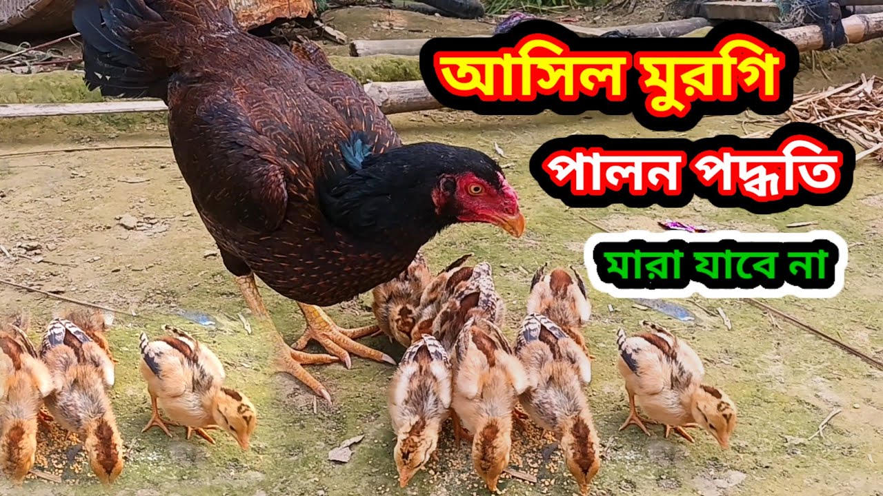 আসিল মুরগি পালন পদ্ধতি // সঠিক নিয়মে পালন করুন  একটা ও মরবে না // #মুরগি_পালন_পদ্ধতি #আসিল_মুরগি