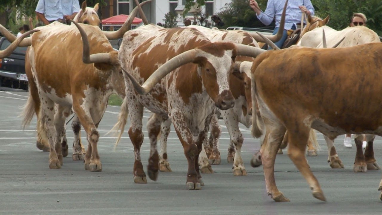 Days of '47 cattle drive down SLC streets