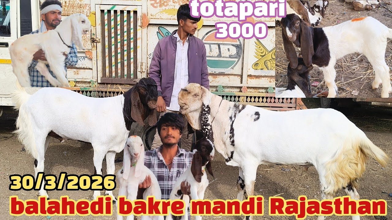 Balahedi bakre mandi live update 30/3/2026 Sabse Badi Bakra Mandi Rajasthan ki