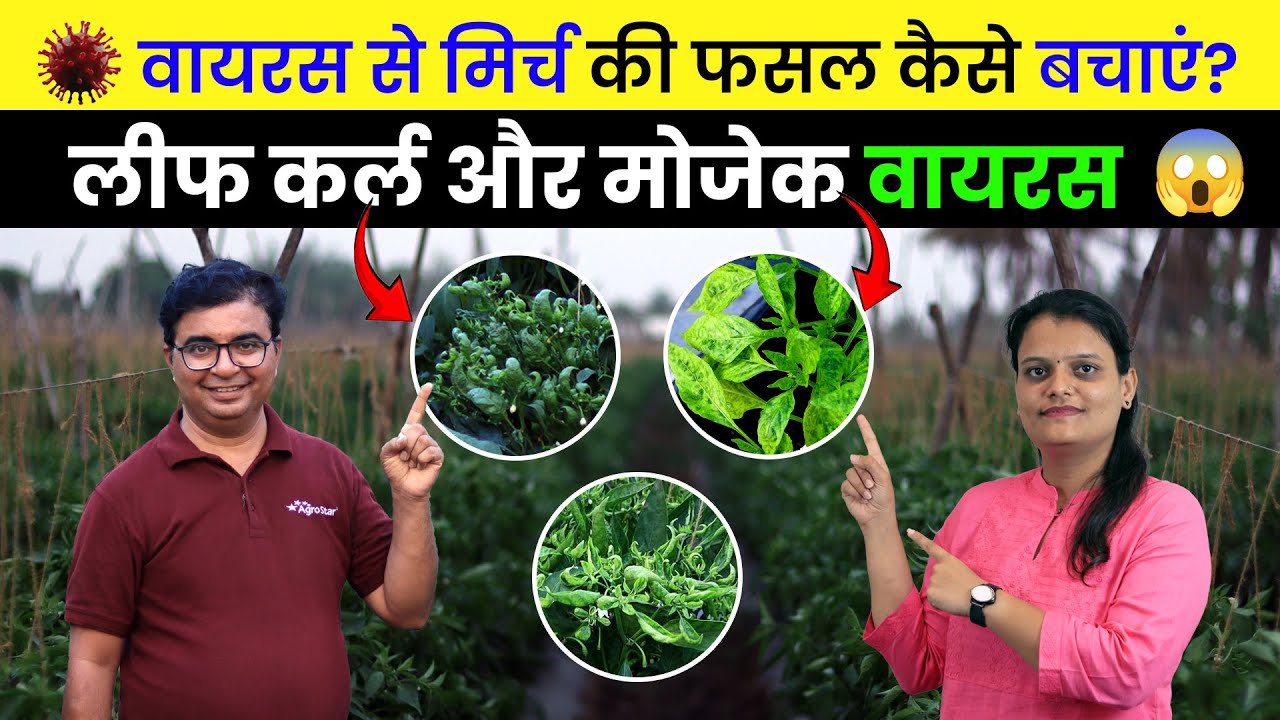 Chilli virus control 🌶️ करने के लिए आज़माए यह 4 नुस्ख़े | virus control in chilli | AgroStar