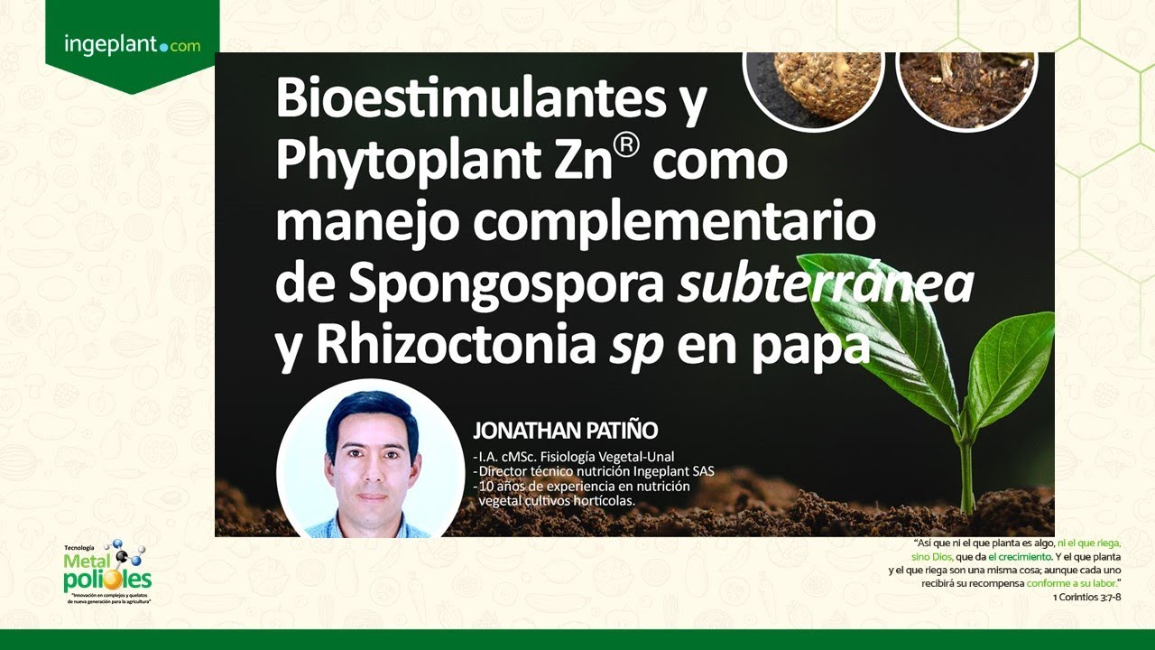 Manejo complementario de Spongospora y Rhizoctonia, Bioestimulantes y tecnología Ingeplant