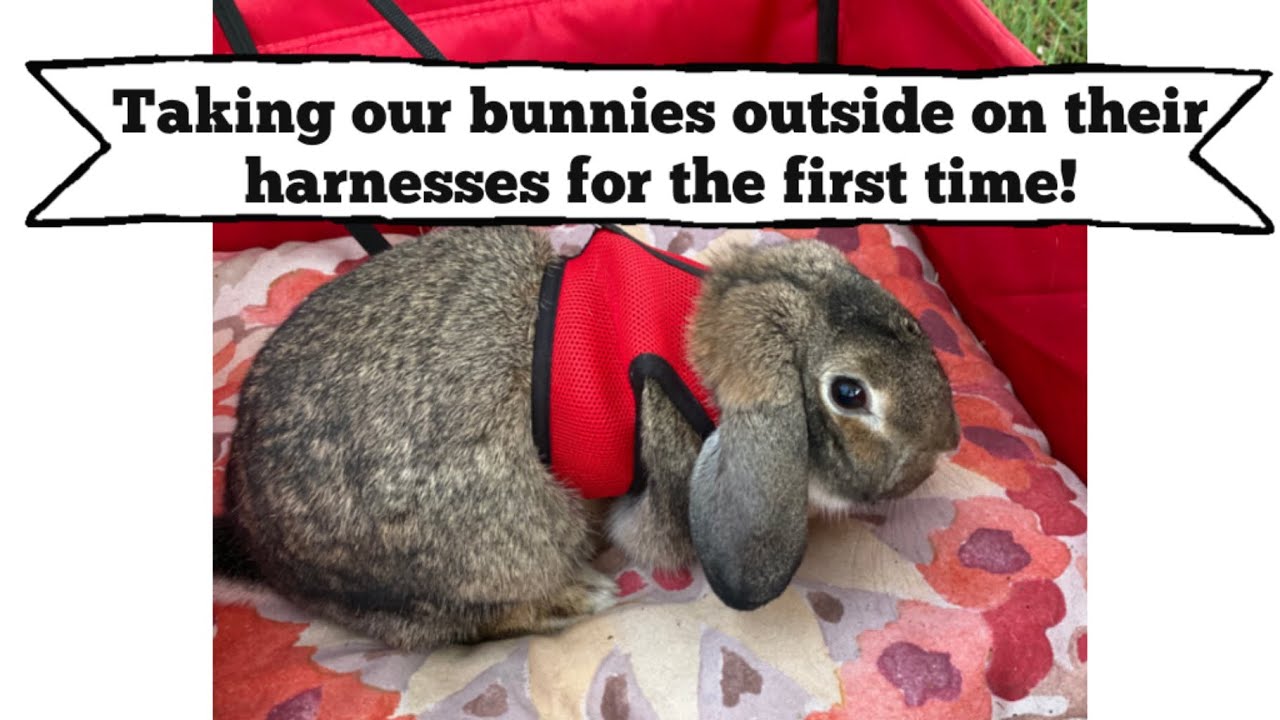 Taking our bunnies outside on their harnesses for the first time! 🐰🐰