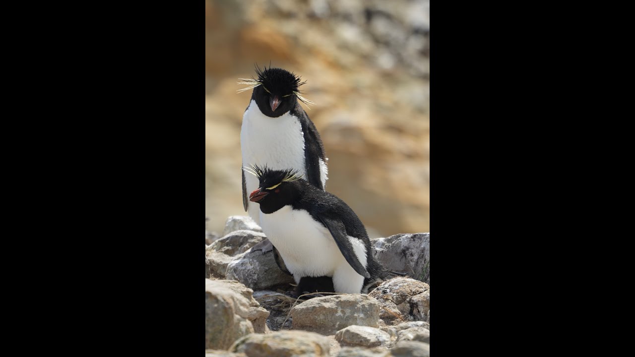 Antarctica, South Georgia Islands, Falklands cruise on SILVERWIND.   Dec 1 - Dec 21, 2023