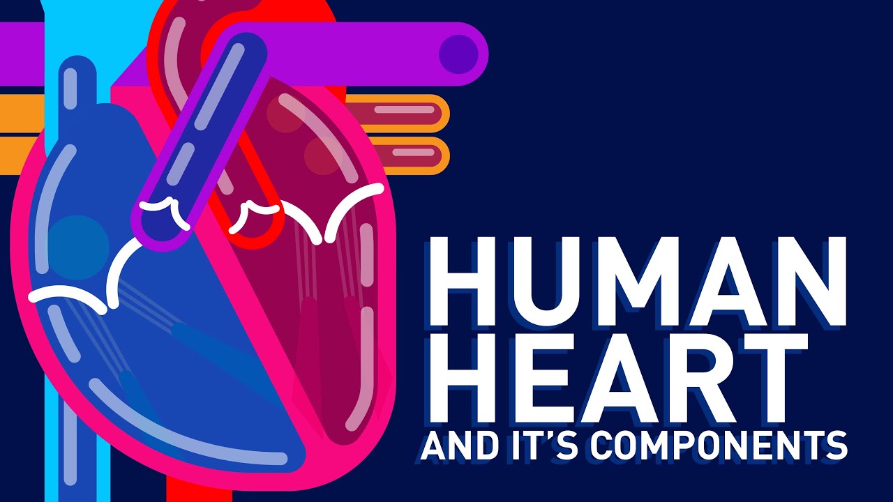 How the Heart Works? - Human heart and its components - Animation