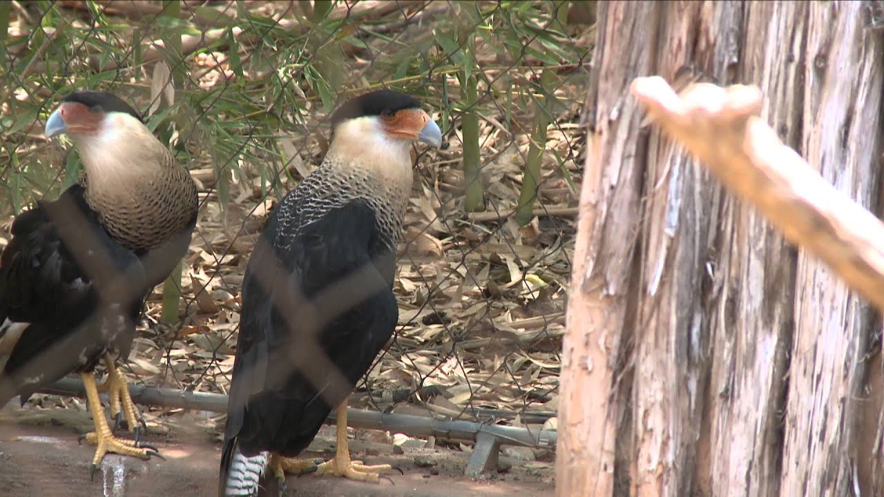 Wild Raptors
