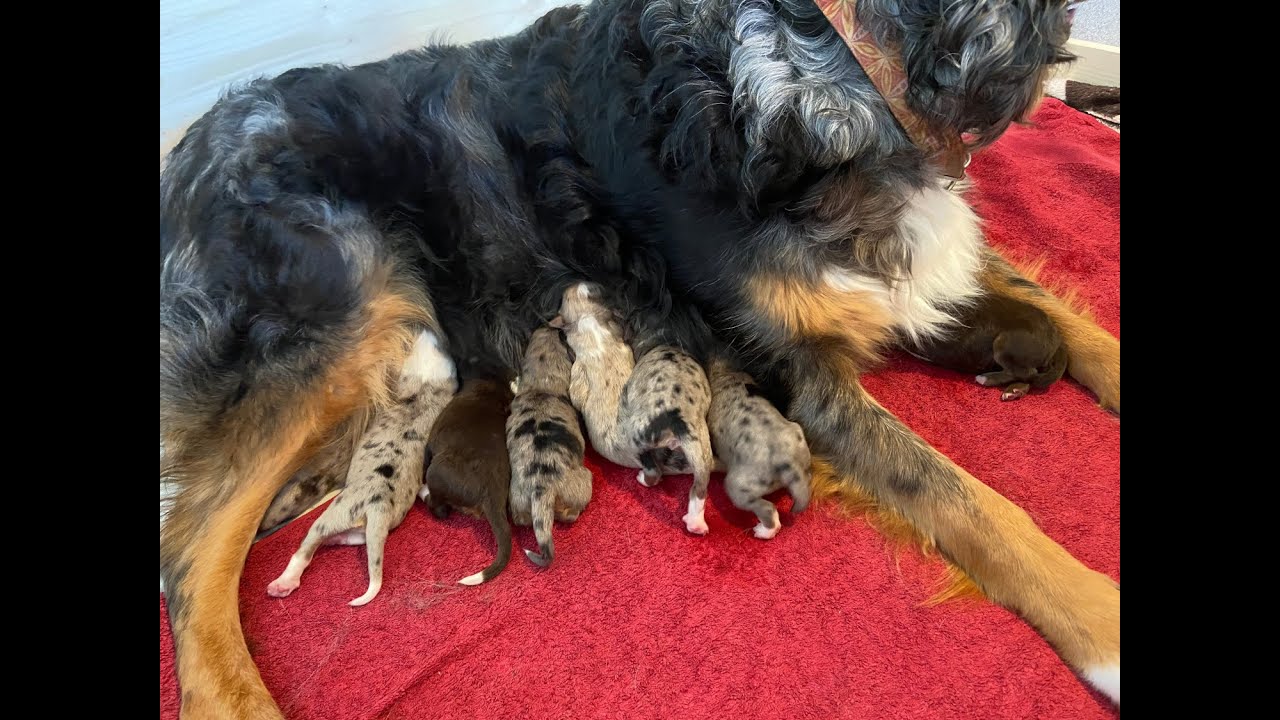 Welpenwurf unserer Australian Shepherd Hündin Wilma am 21.04.2021 Wurf Welpengeburt