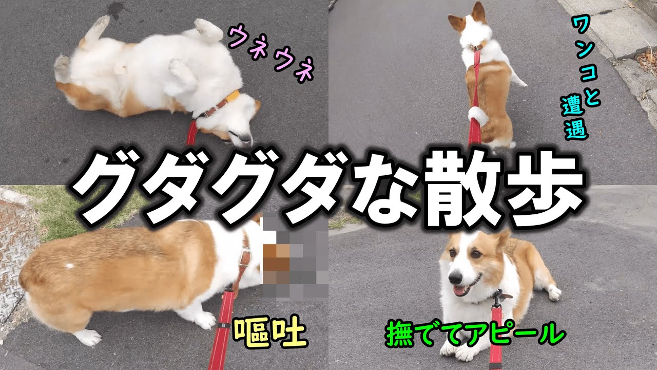 色々あった散歩だけど最後は大満足のコーギー犬