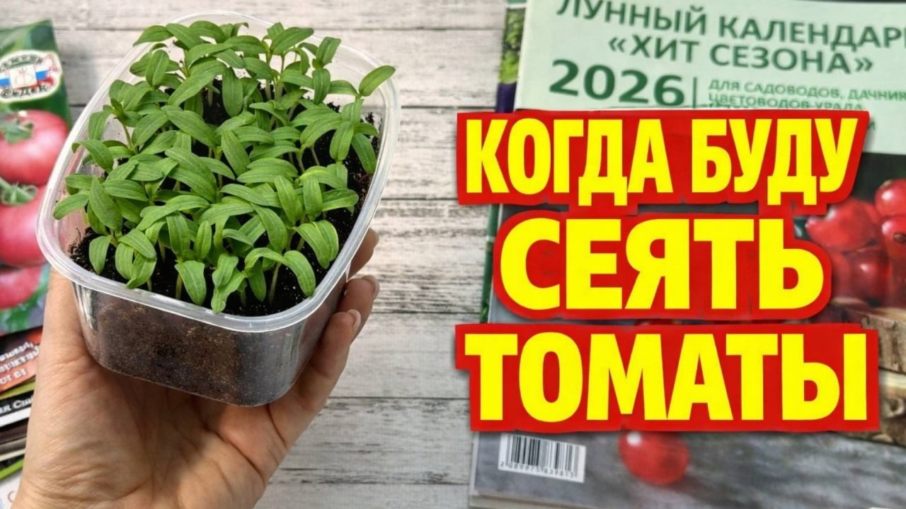 Срочно меняю сроки посева. Эти помидоры больше не посажу!