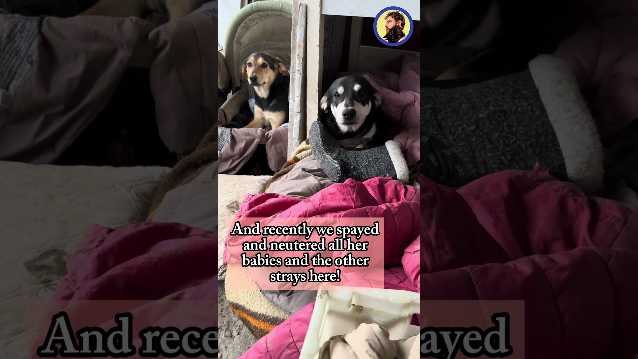 The man who wanted to poison our strays is now under investigation himself!