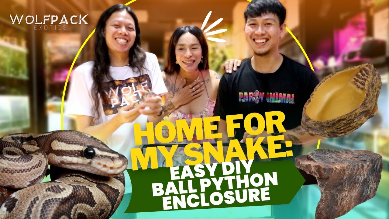 HOME FOR SNAKE: EASY DIY BALL PYTHON ENCLOSURE | Wolfpack Exotics