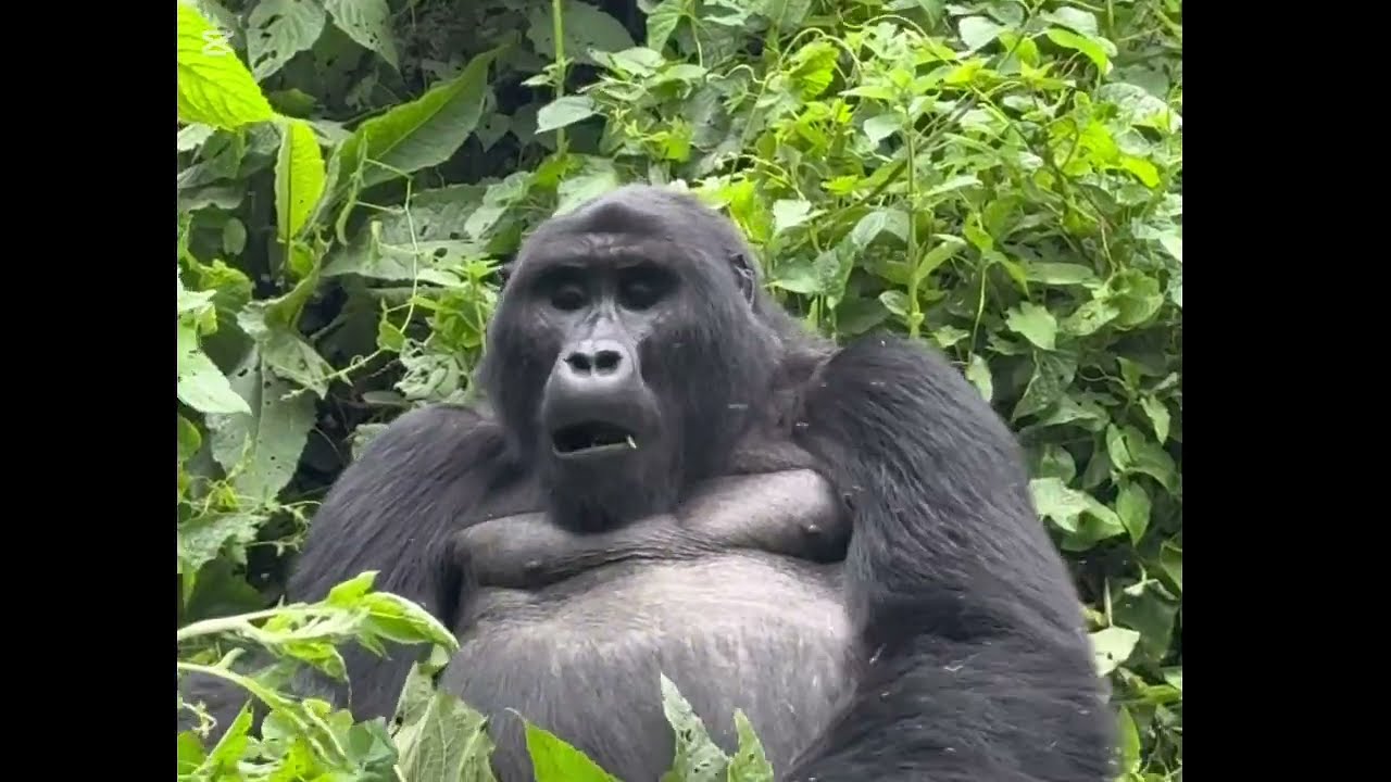 Gorilla Encounter in Rwanda 
