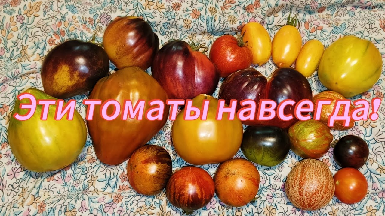 Эти томаты—находка сезона 2025! Буду сажать их всегда!👍👍👍