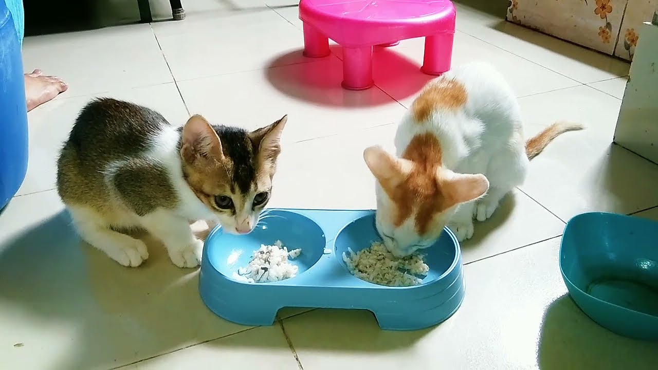 বিড়াল খাবার খাওয়ার সময় কি করে দেখুন।😺🤣 Cat funny video