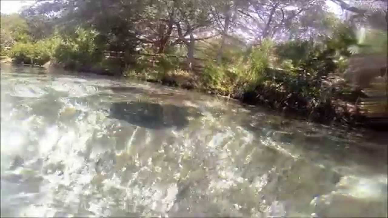 Florida Softshell Turtle