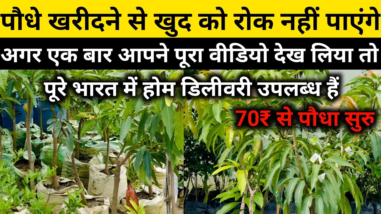 पौधे खरीदने से खुद को रोक नहीं पाएंगे | online plant shopping | best online nursery in india