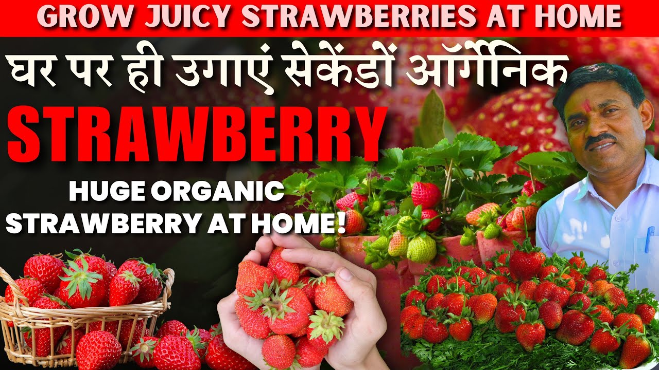 घर पर ही उगाएं सेकेंडों ऑर्गेनिक STRAWBERRY || Huge Organic Strawberry at Home