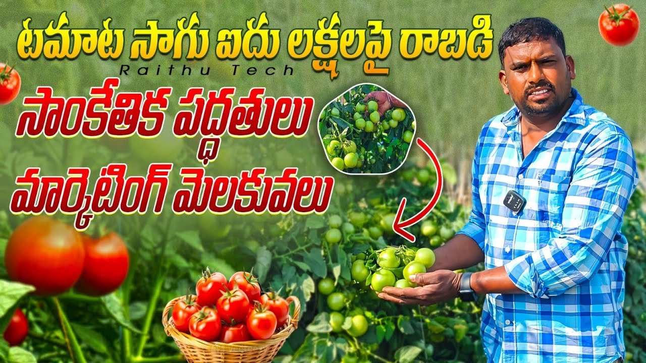 టమాట ఎప్పుడు సాగు చేస్తే లాభాలు వస్తాయి // five lakhs income in tomato cultivation 